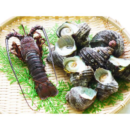 徳島 天然伊勢海老と天然サザエ詰合せ